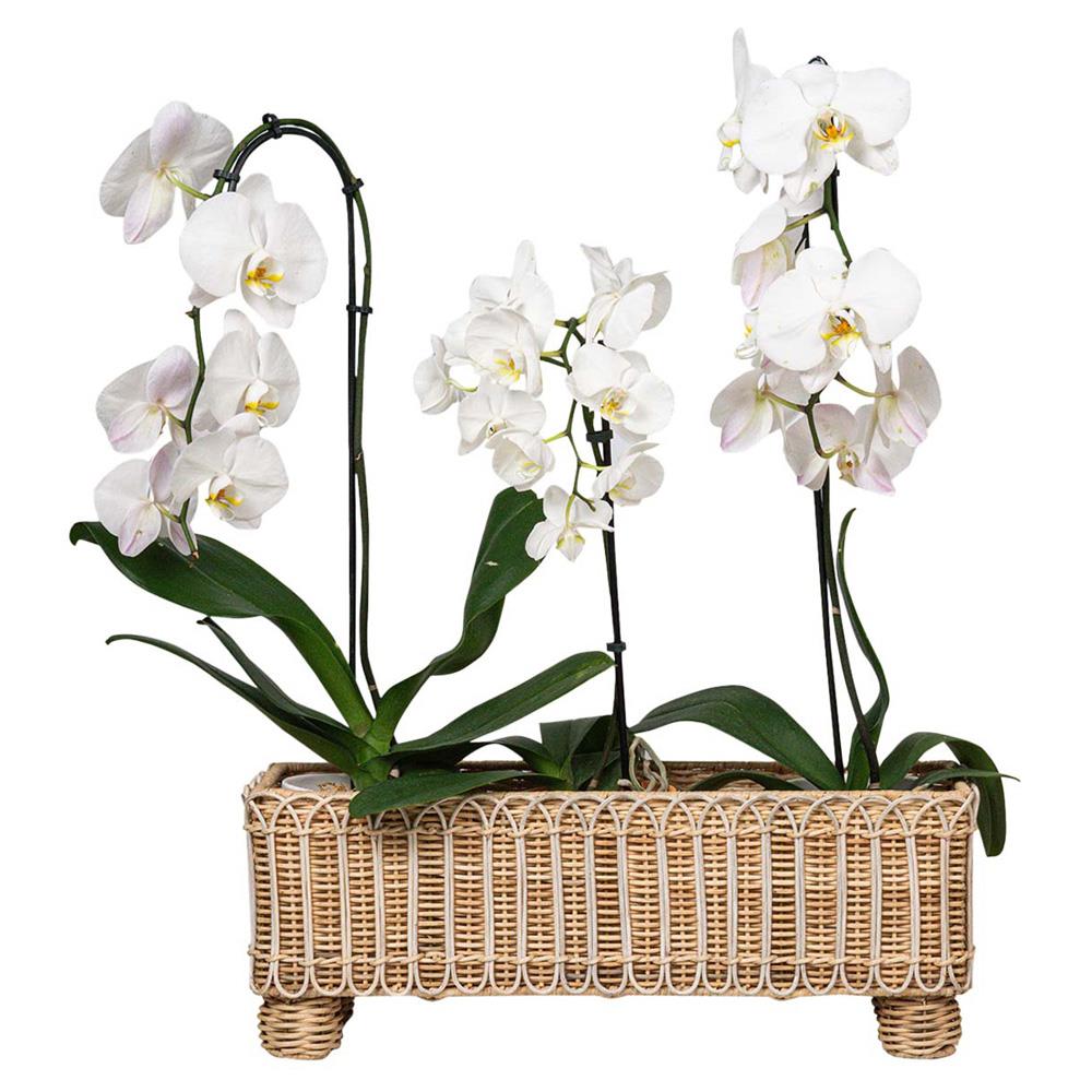 Provence Rattan Whitewash Rectangular Planter